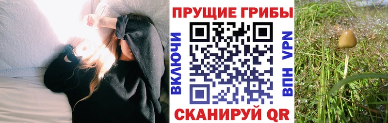 наркотики  Бокситогорск  Псилоцибиновые грибы Psilocybine cubensis 